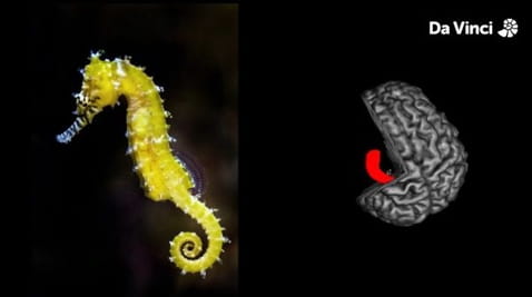 12. Bohaterski hipokamp