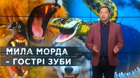 34. Sekrety świata. Śliczna twarz - ostre zęby