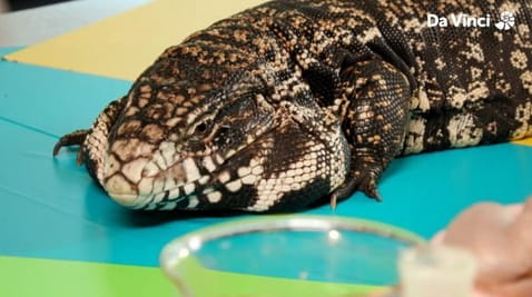 3. W laboratorium jest jaszczurka!