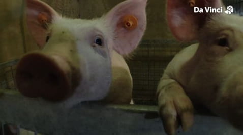 7. De la coji la carne de porc