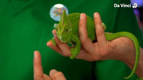 2. Ekstrawagancja gałek ocznych!