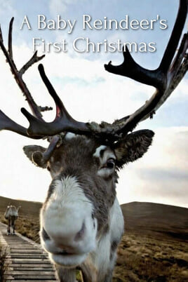 Sledovat A Baby Reindeers First Christmas online
