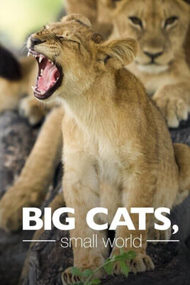 Oglądaj Big Cats Small World online