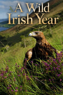 A Wild Irish Year