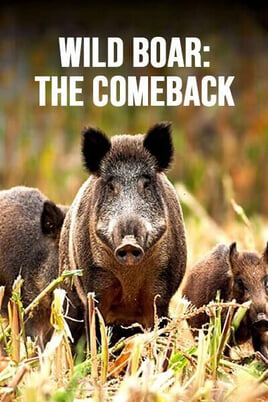 Oglądaj Wild Boar The Comeback online