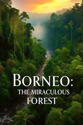 Oglądaj Borneo The Miraculous Forest online