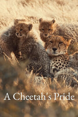 Oglądaj A Cheetahs Pride online