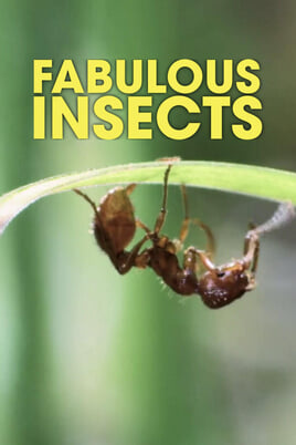 Nézz Fabulous Insects tartalmakat online