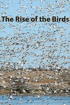 Urmărește online The Rise of the Birds