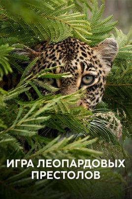 A Game of Leopard Thrones