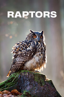 Oglądaj Raptors online