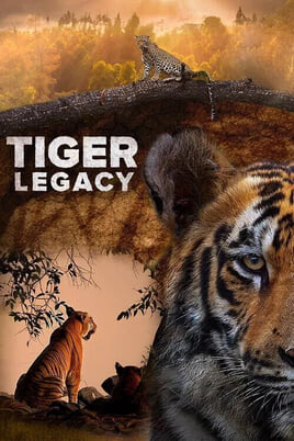 Sledovať Tiger Legacy online