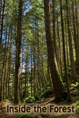 Inside the Forest