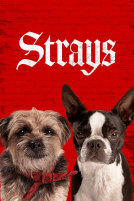 Urmărește online Strays