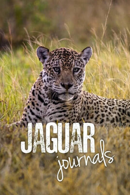 Sledovat Jaguar Journals online