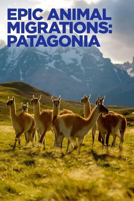Oglądaj Epic Animal Migrations Patagonia online