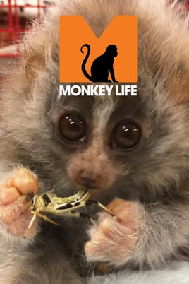 Sledovat Monkey Life online