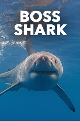 Nézz Boss Shark tartalmakat online