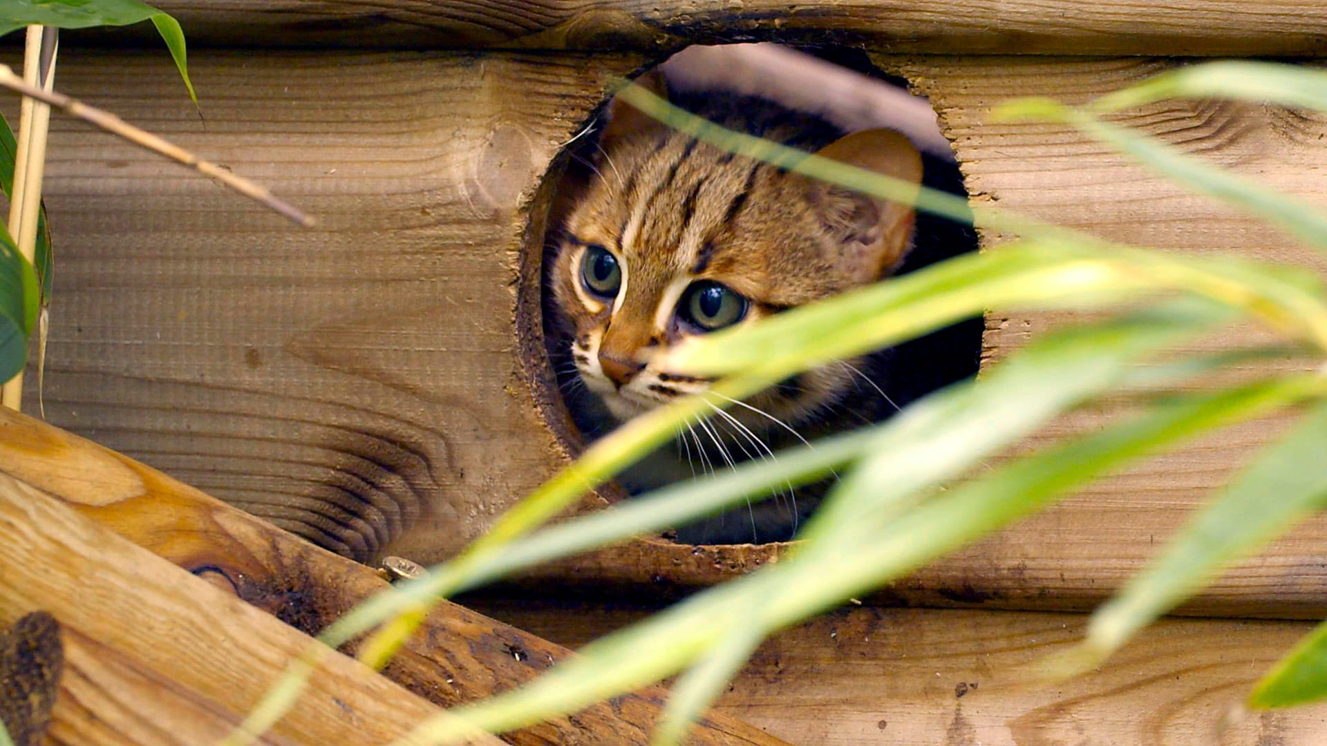 The Wonderful World of Baby Animals