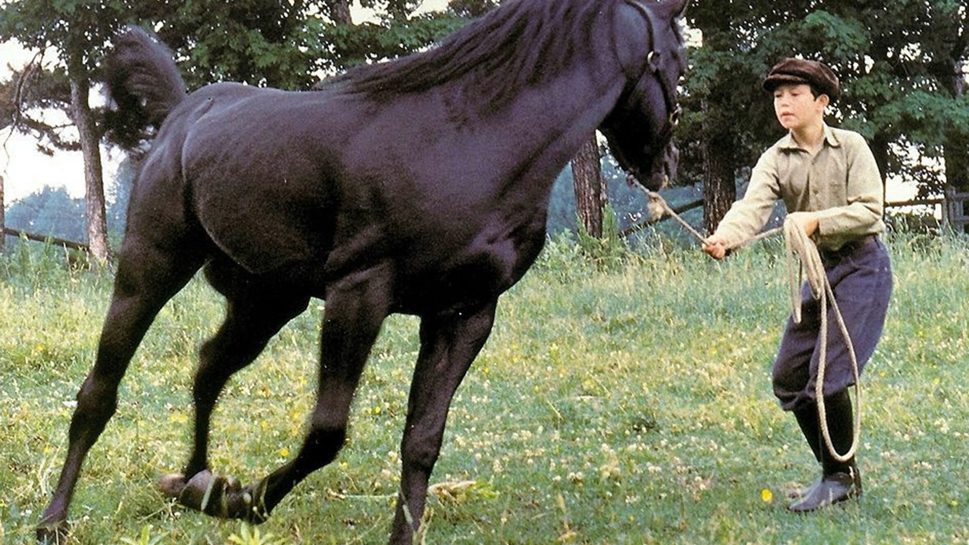 Czarny rumak