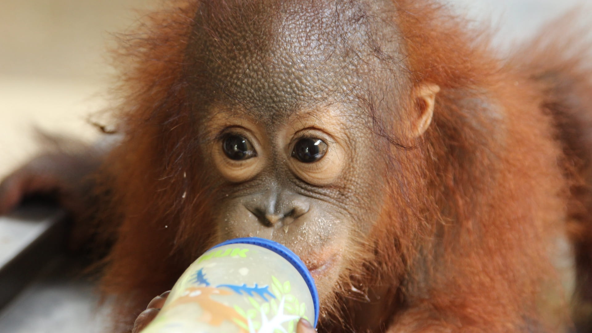 Setkání s orangutany