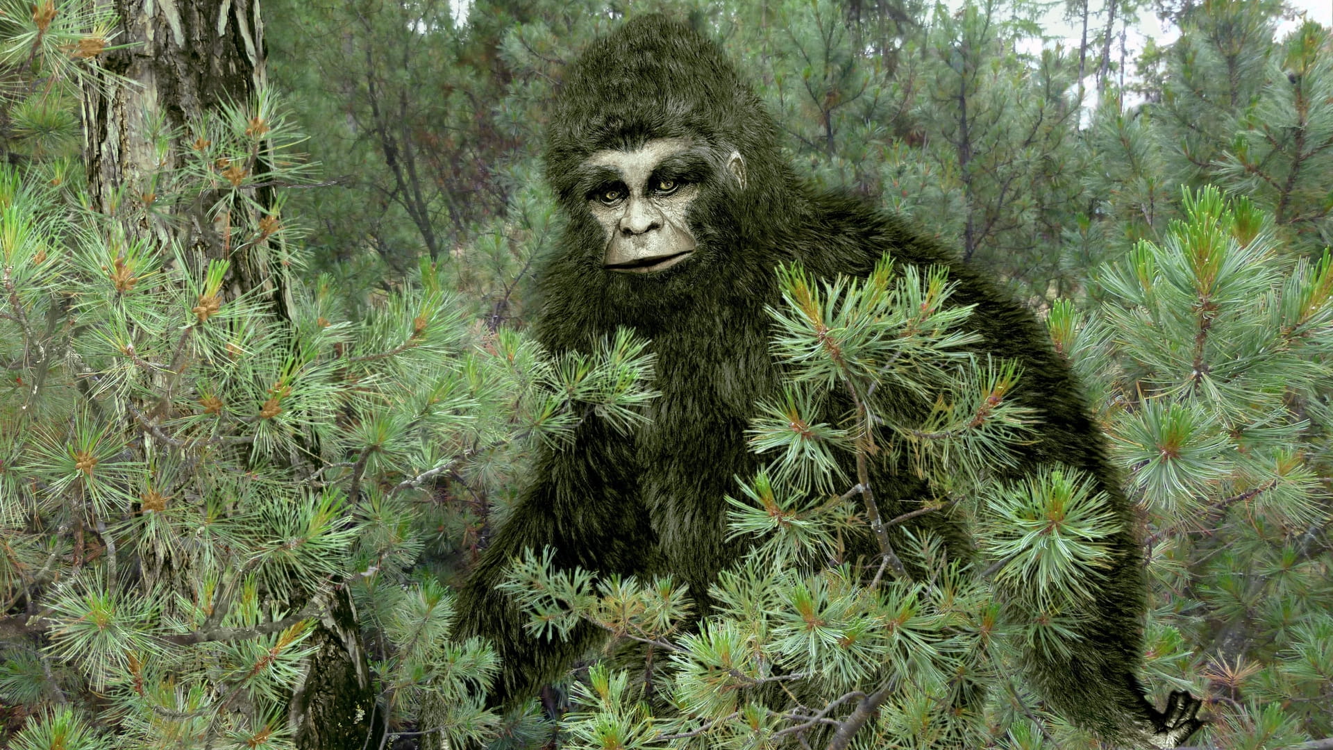 Big Foot - Hledání pravdy