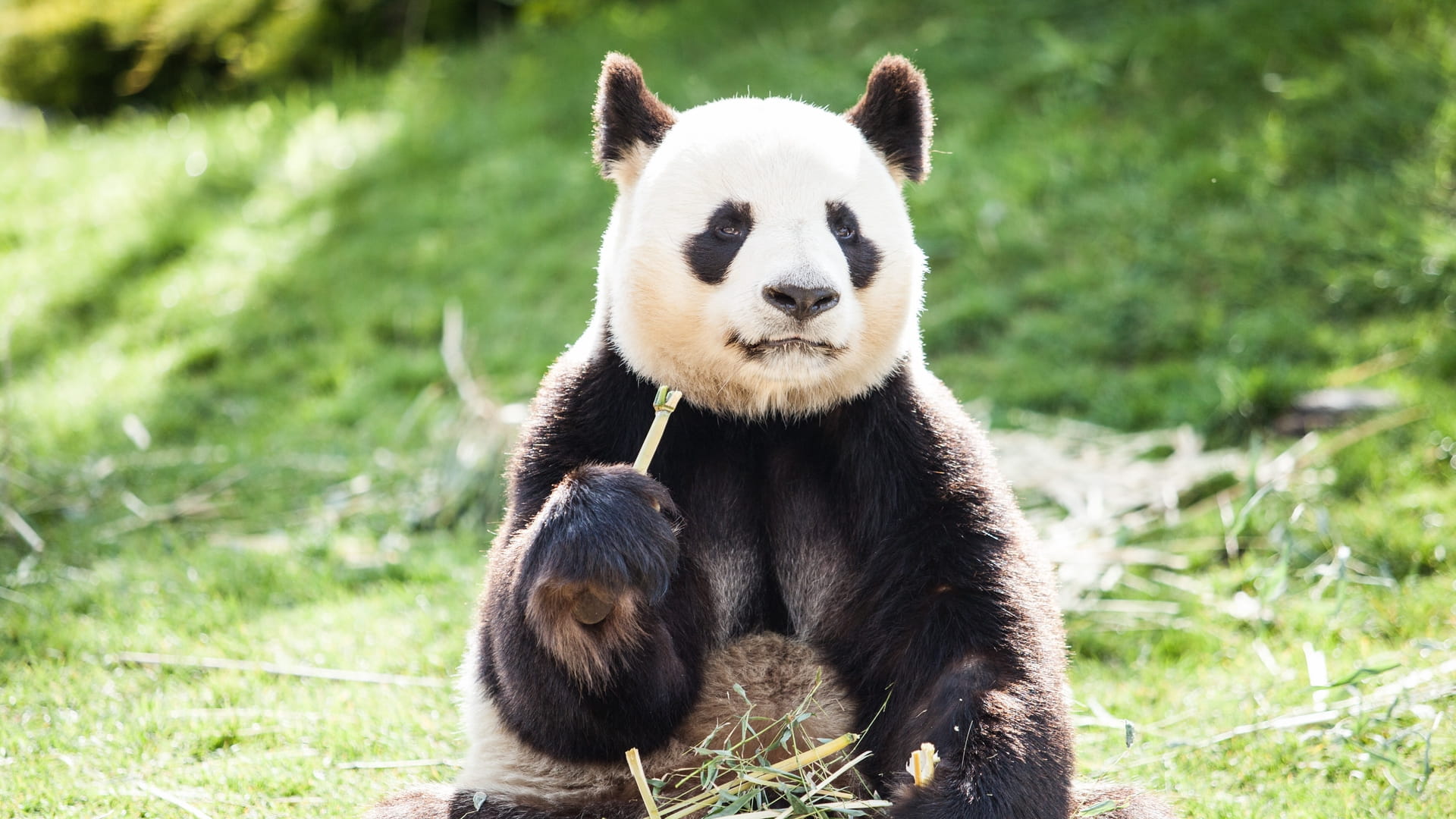 Pandaiskola