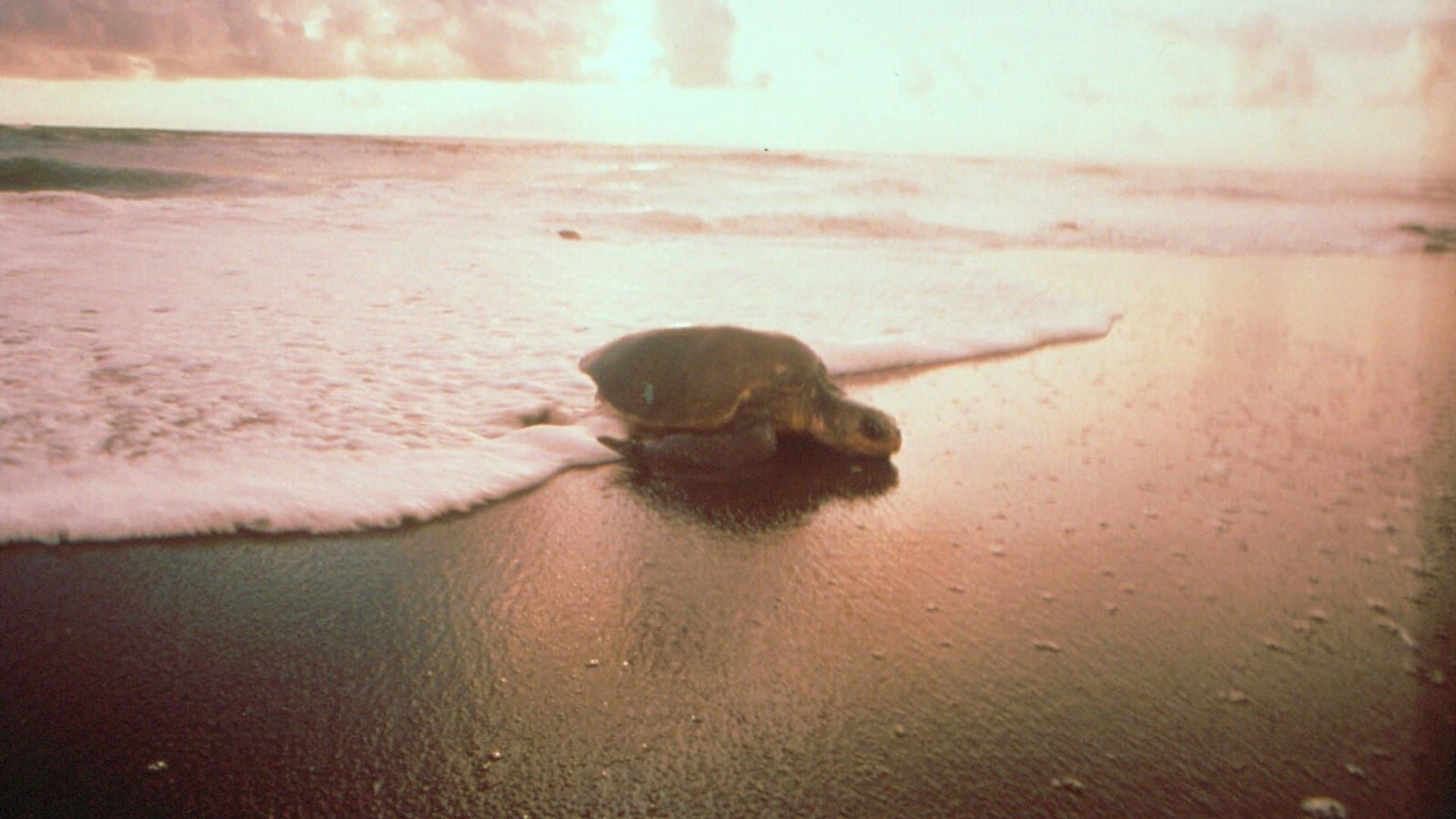 Vad Costa Rica