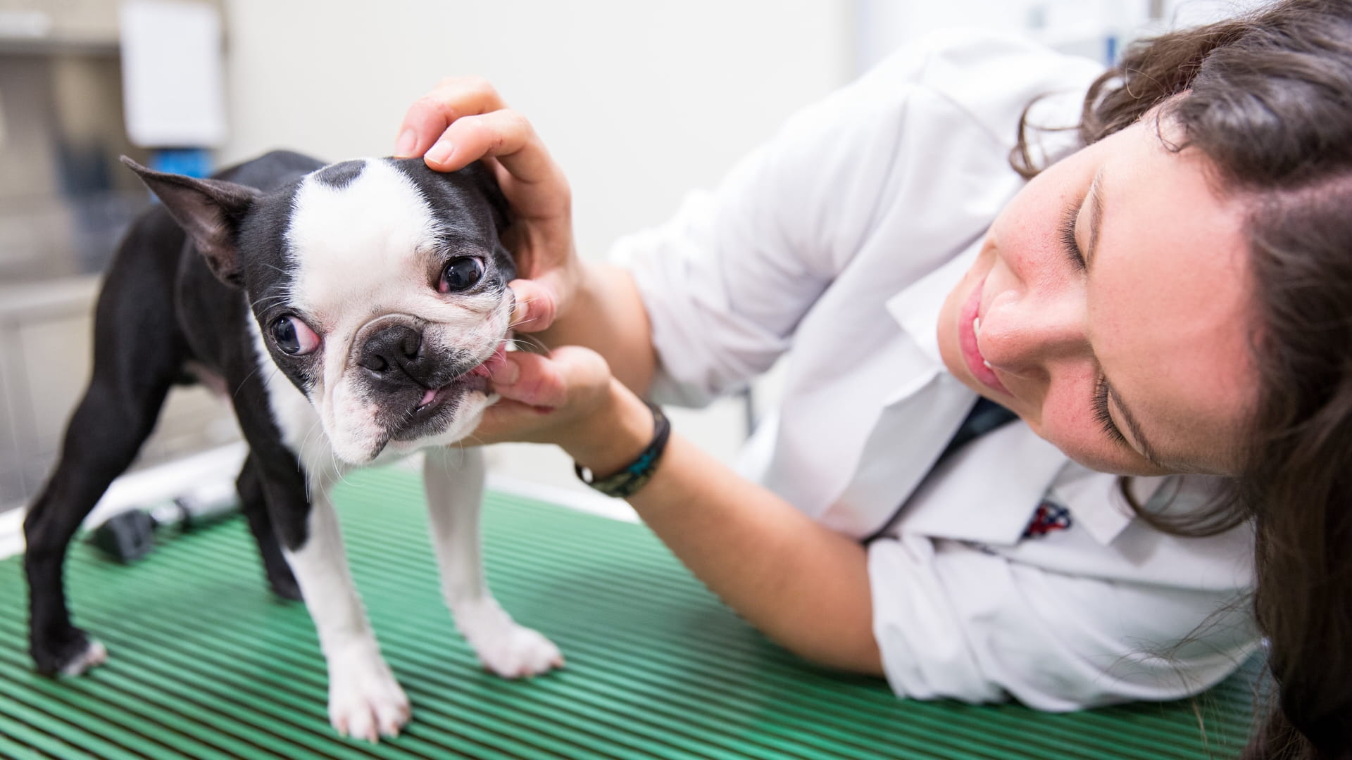 Život na Veterinárnej univerzite