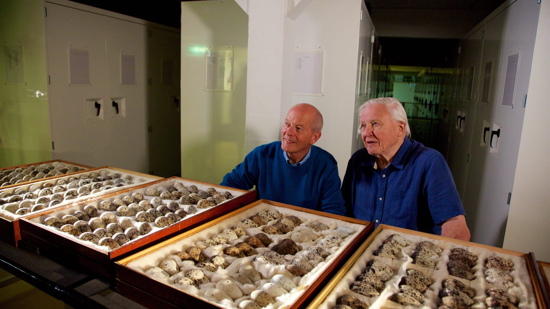 David Attenborough: te wspaniałe jajka