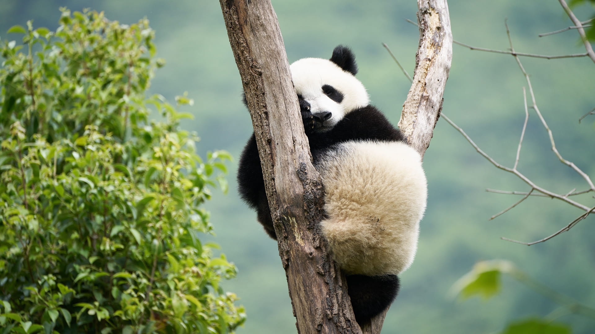 Panda a ja